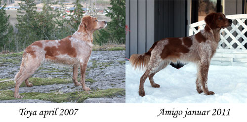 2011-toya-vs-amigo.jpg?w=500&h=247